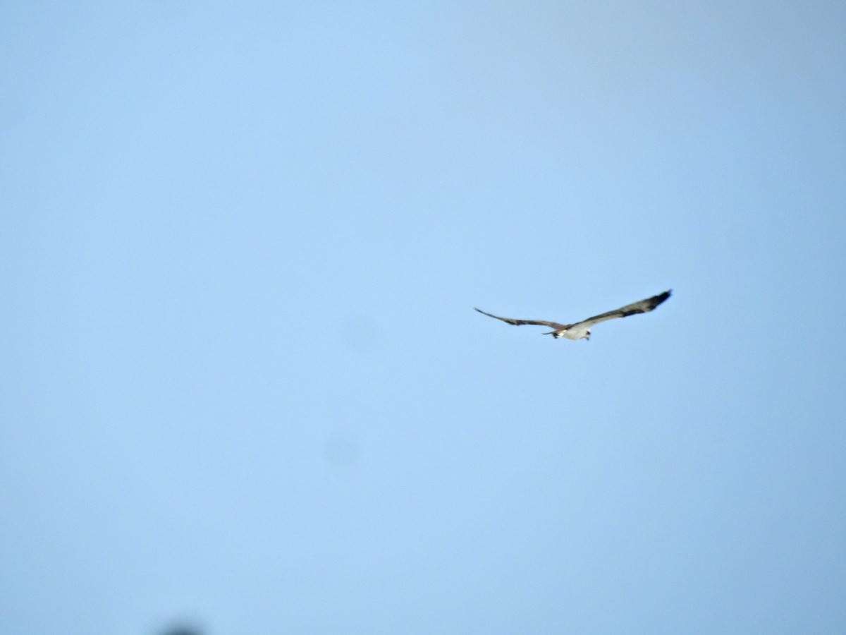 Osprey - ML645884181