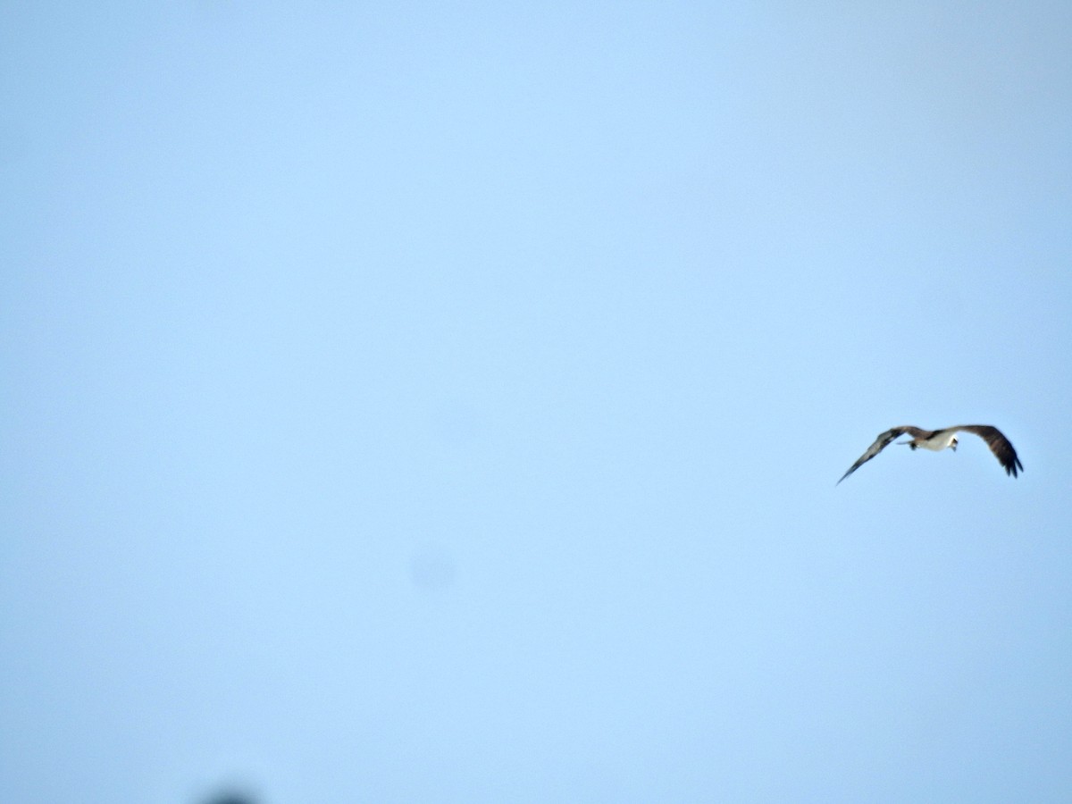 Osprey - ML645884182