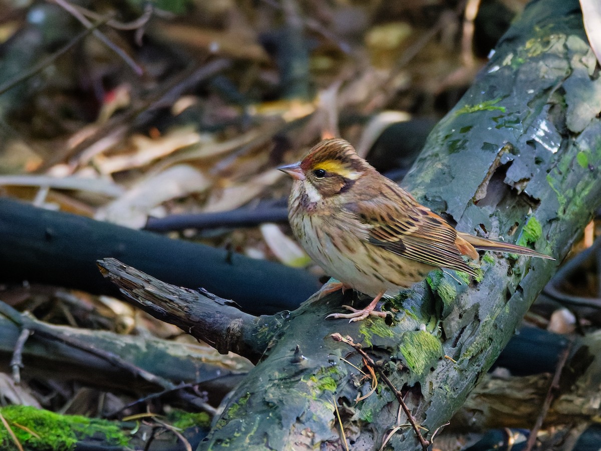 Yellow-browed Bunting - ML645884186