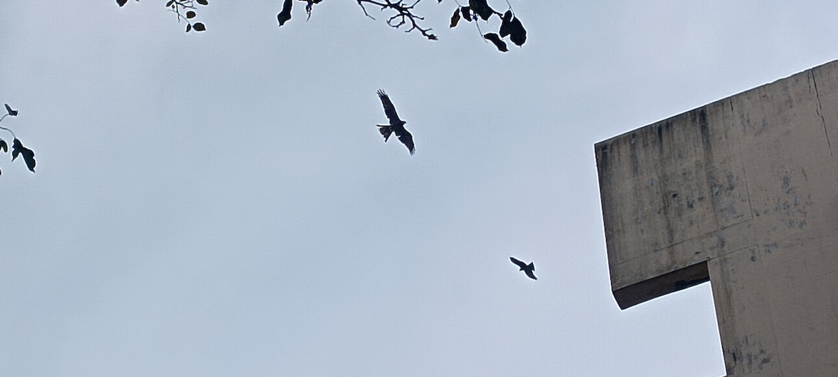 Black Kite (Black) - ML645884189