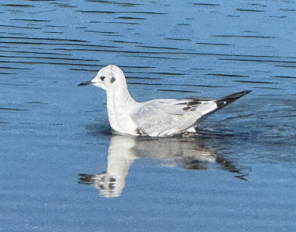 Bonaparte's Gull - ML645884192