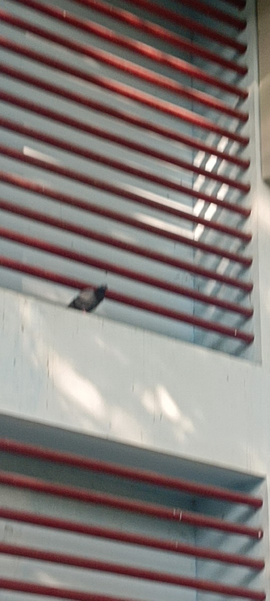 pigeon/dove sp. - ML645884193