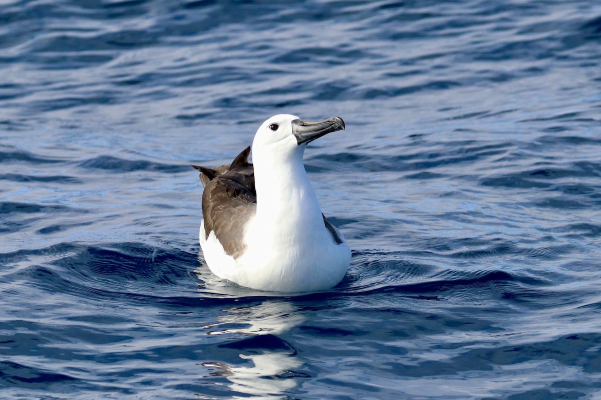 Indian Yellow-nosed Albatross - ML645884194