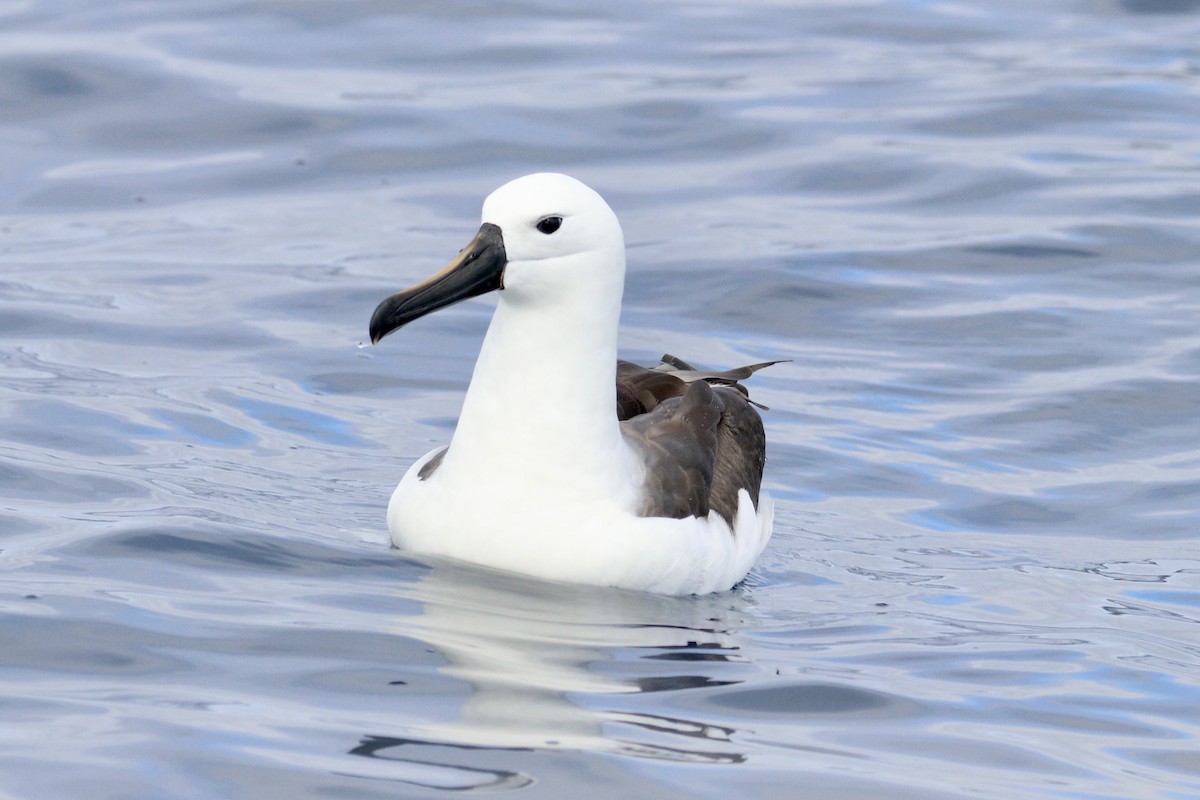 Indian Yellow-nosed Albatross - ML645884195