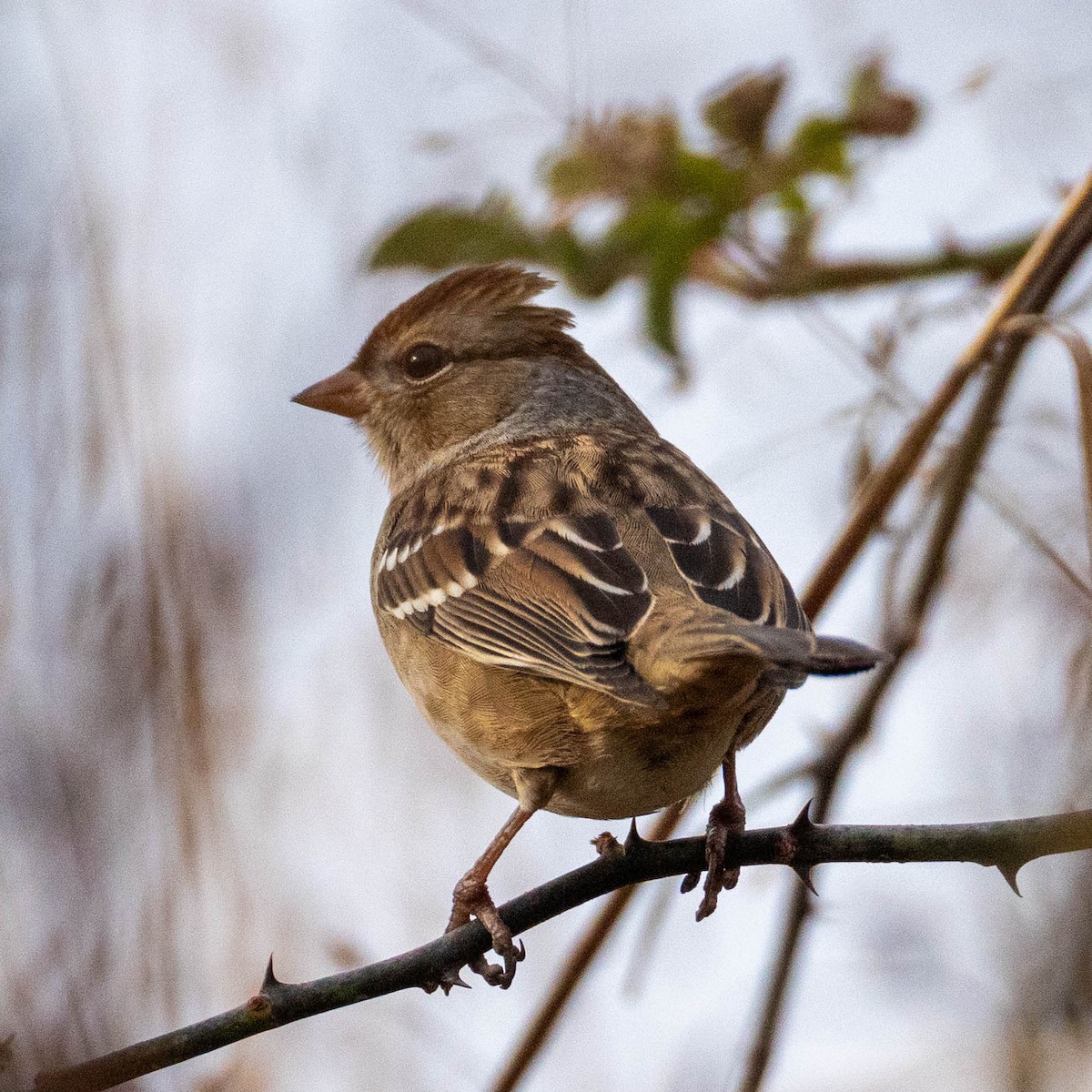 White-crowned Sparrow - ML645884198