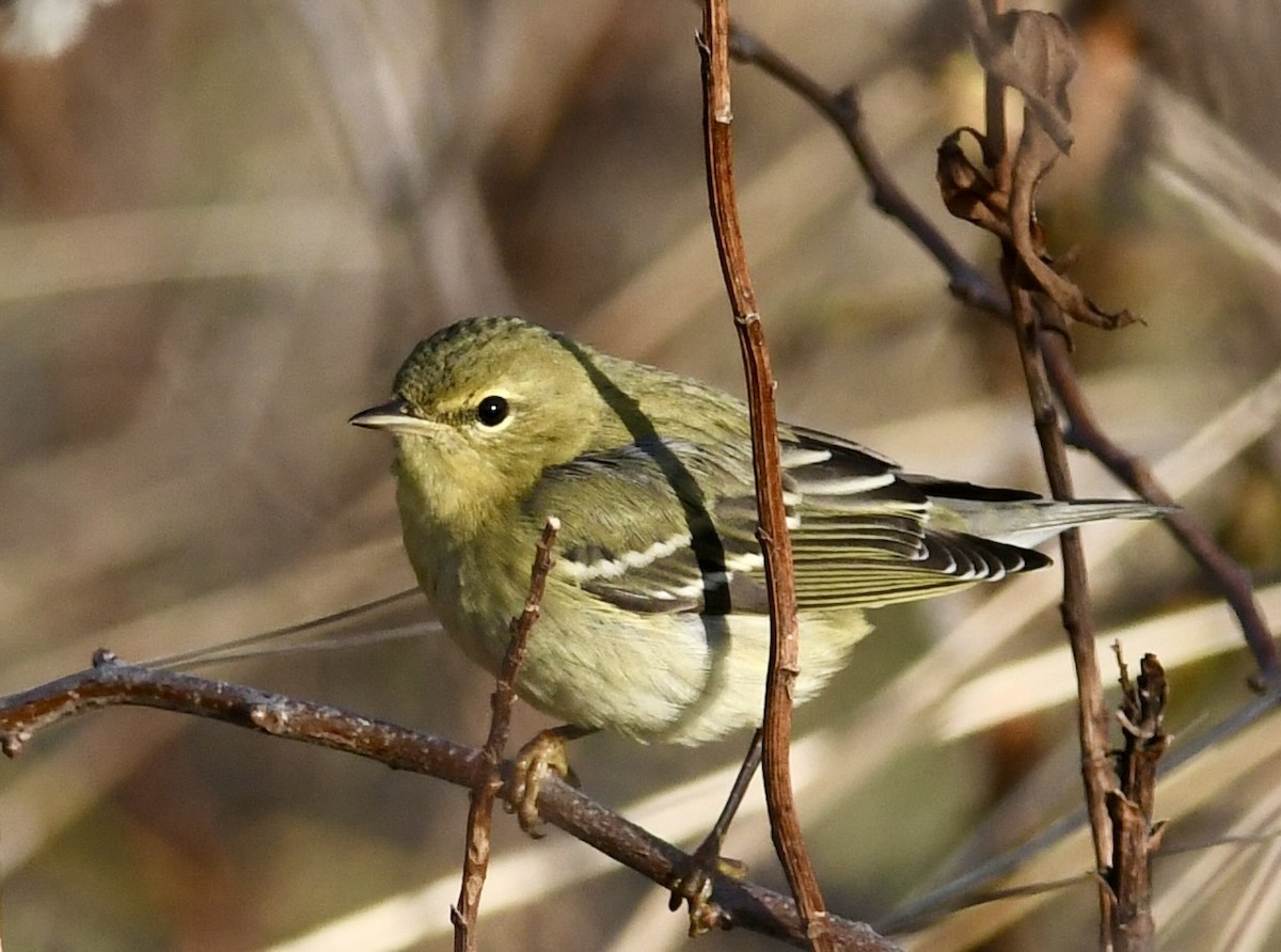 Blackpoll Warbler - ML645884206