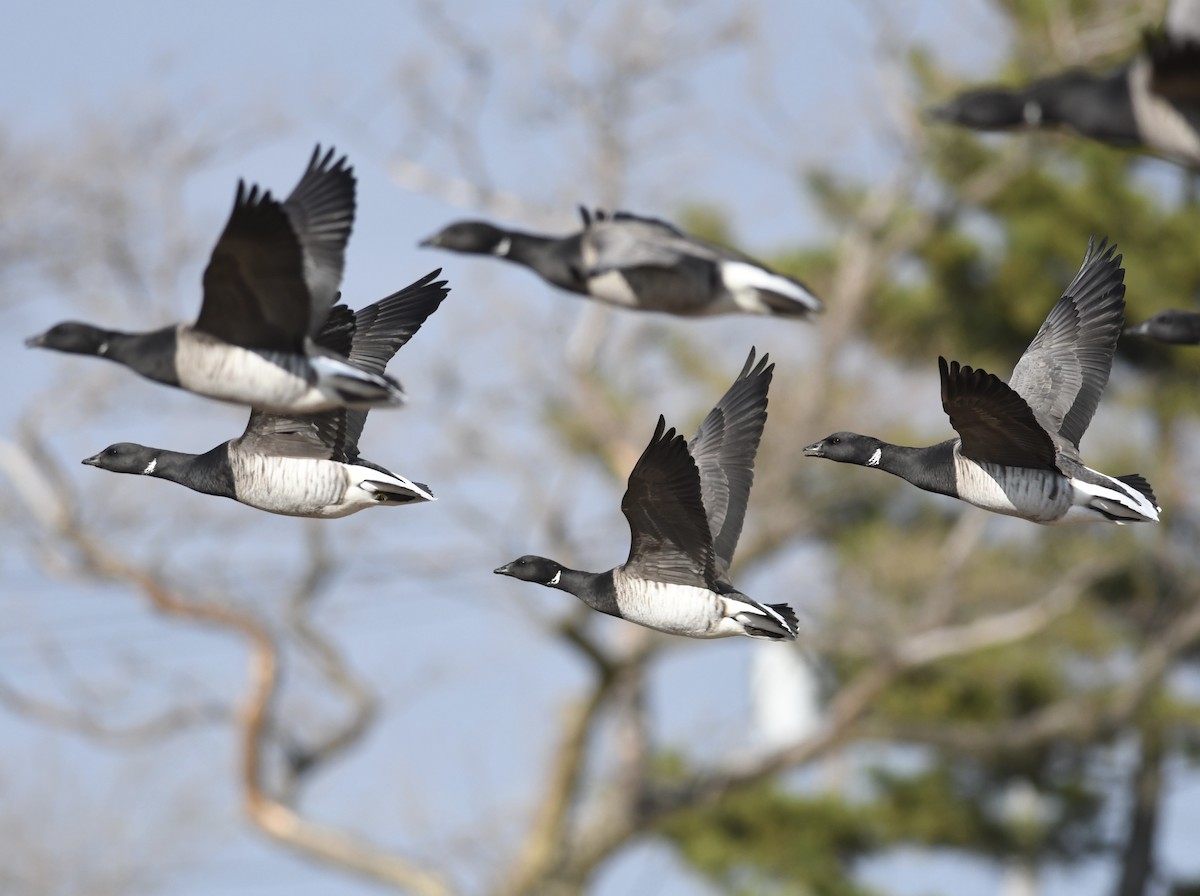 Oca colombaccio - ML645884211