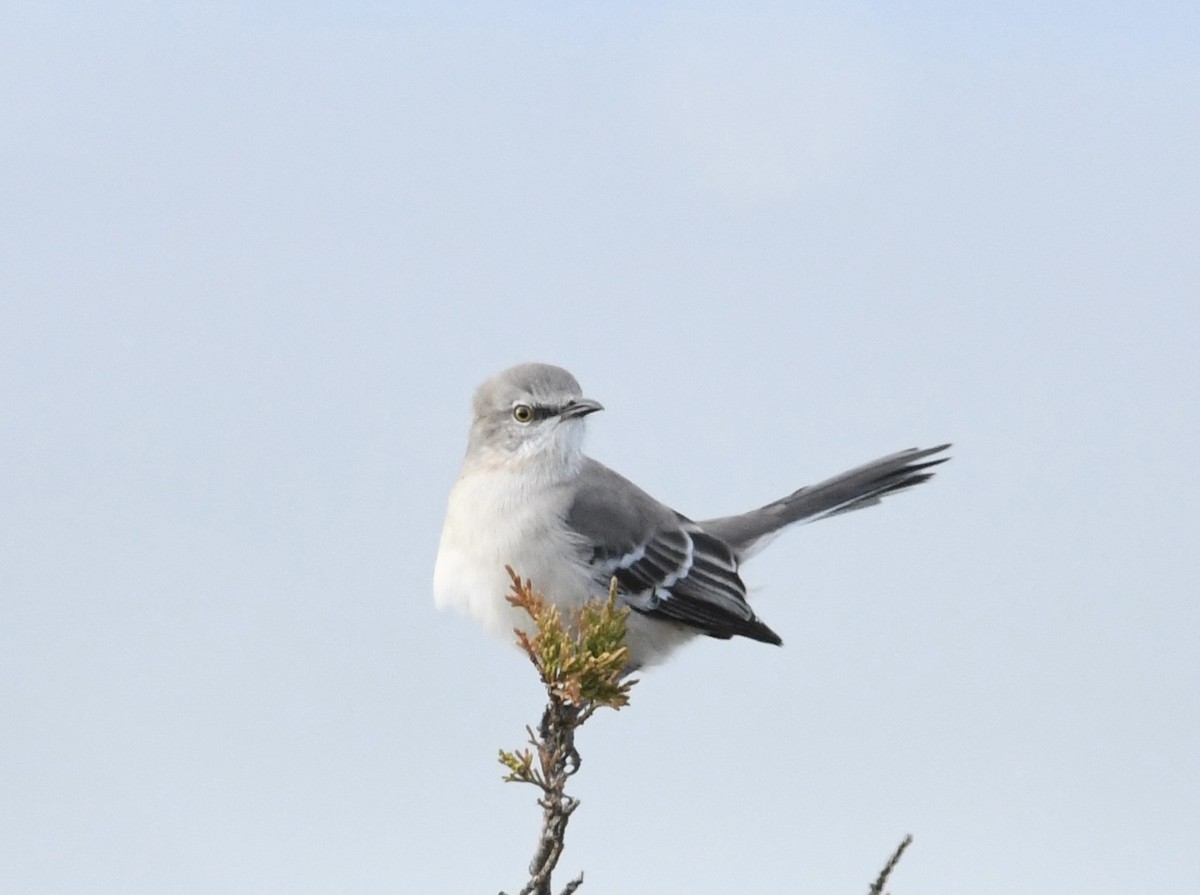 Northern Mockingbird - ML645884214