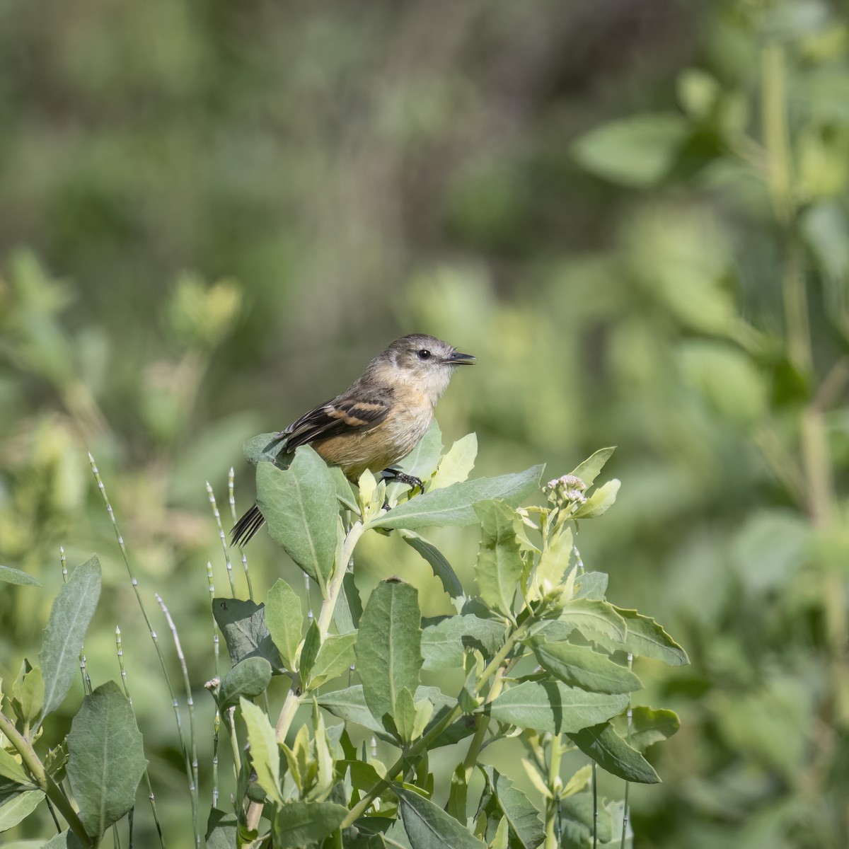 Rufescent Flycatcher - ML645884215