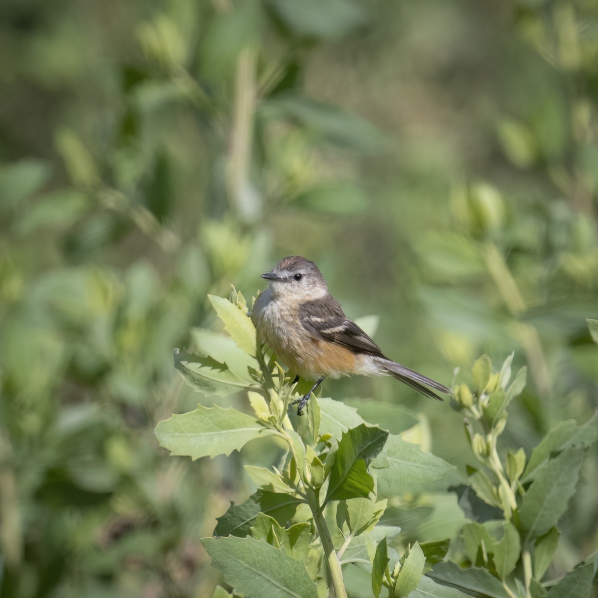 Rufescent Flycatcher - ML645884218
