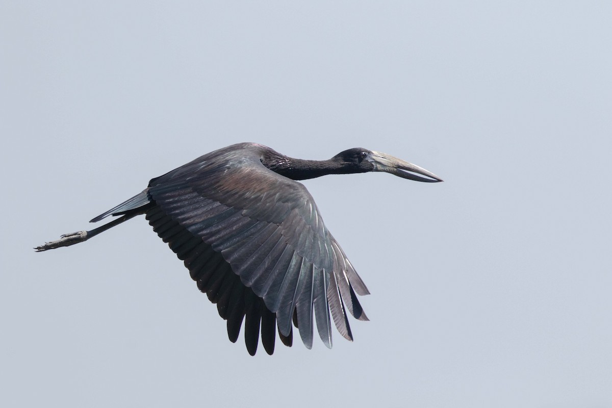 African Openbill - ML645884226