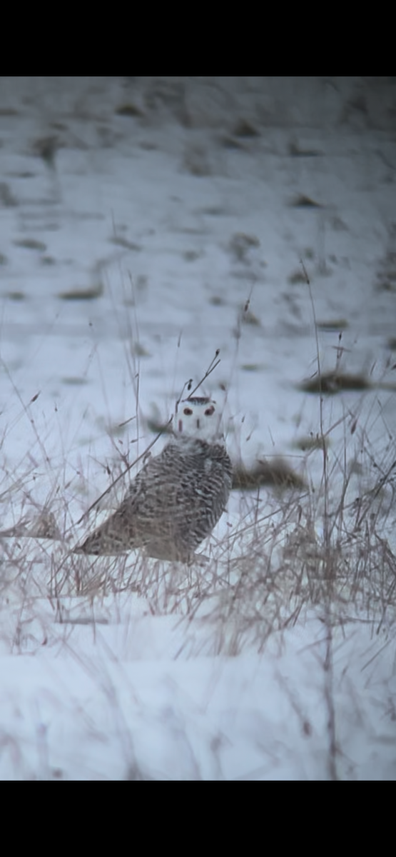 Snowy Owl - ML645884232