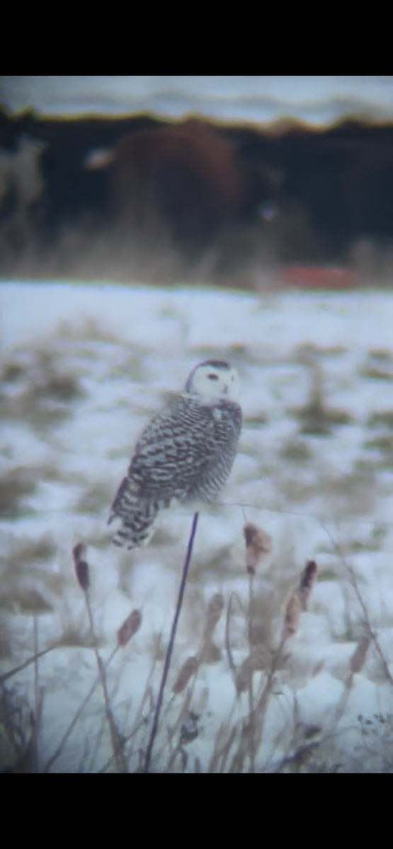 Snowy Owl - ML645884233