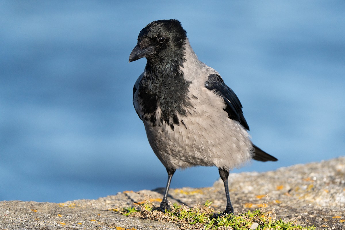 Hooded Crow - ML645884235