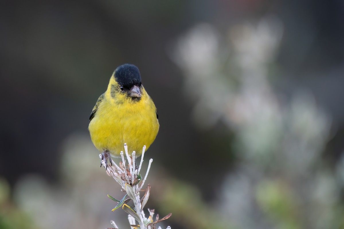 Black-chinned Siskin - ML645884247