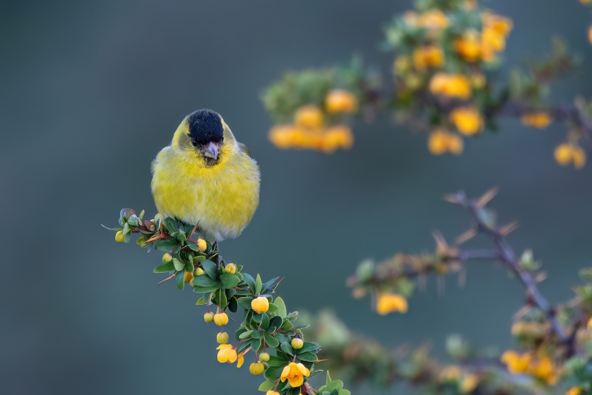 Black-chinned Siskin - ML645884248