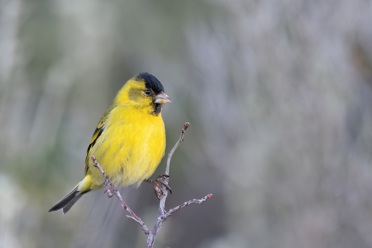 Black-chinned Siskin - ML645884249