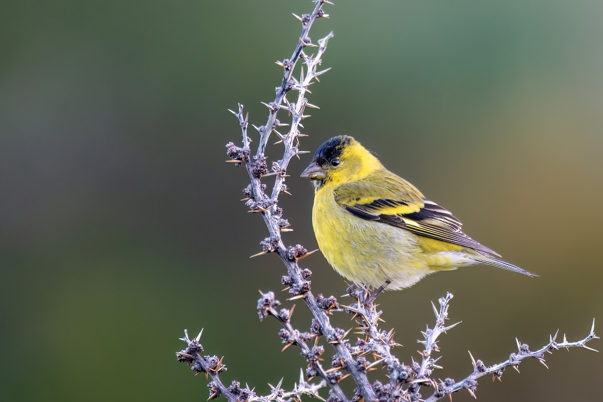Black-chinned Siskin - ML645884250