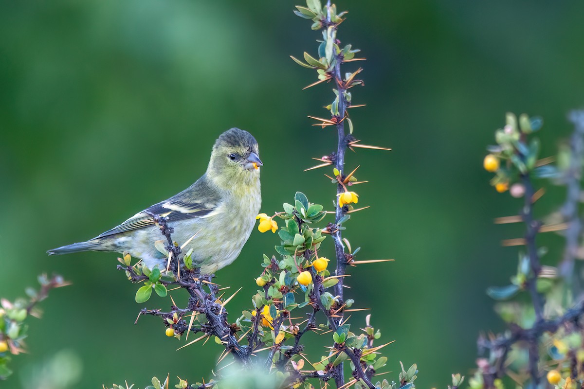 Black-chinned Siskin - ML645884251