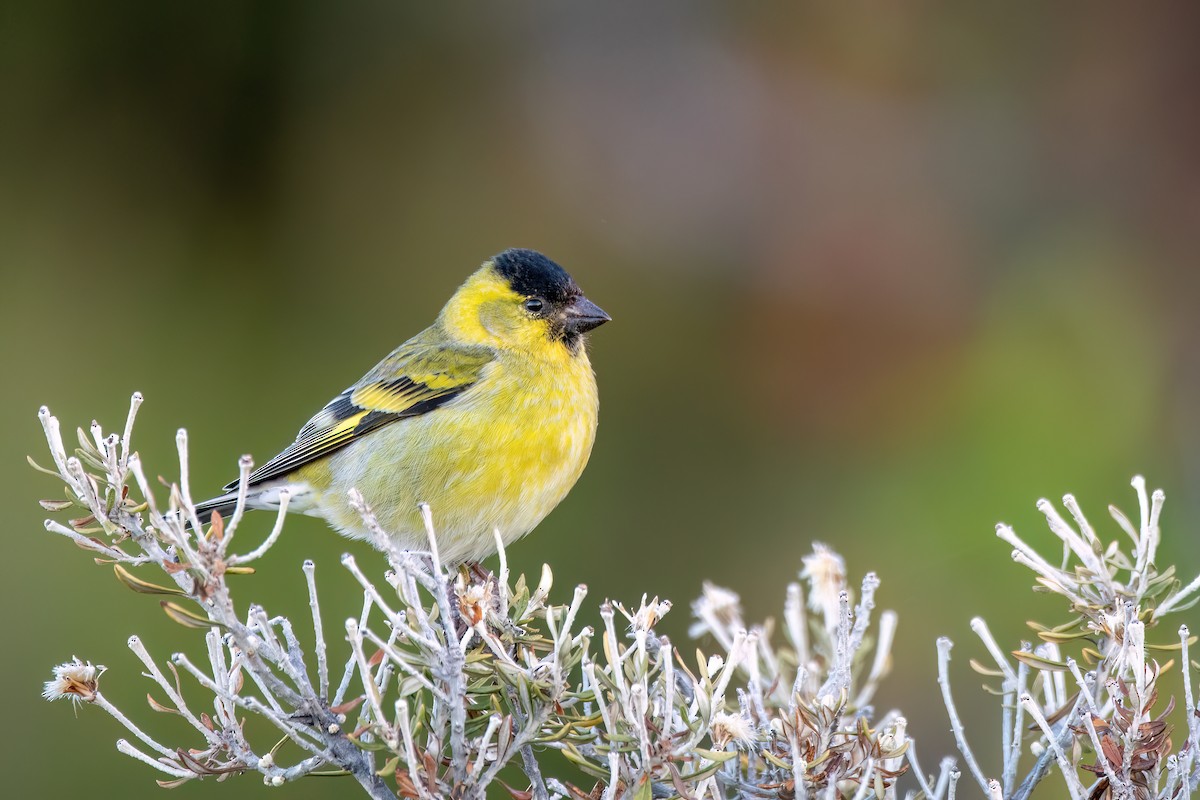 Black-chinned Siskin - ML645884252