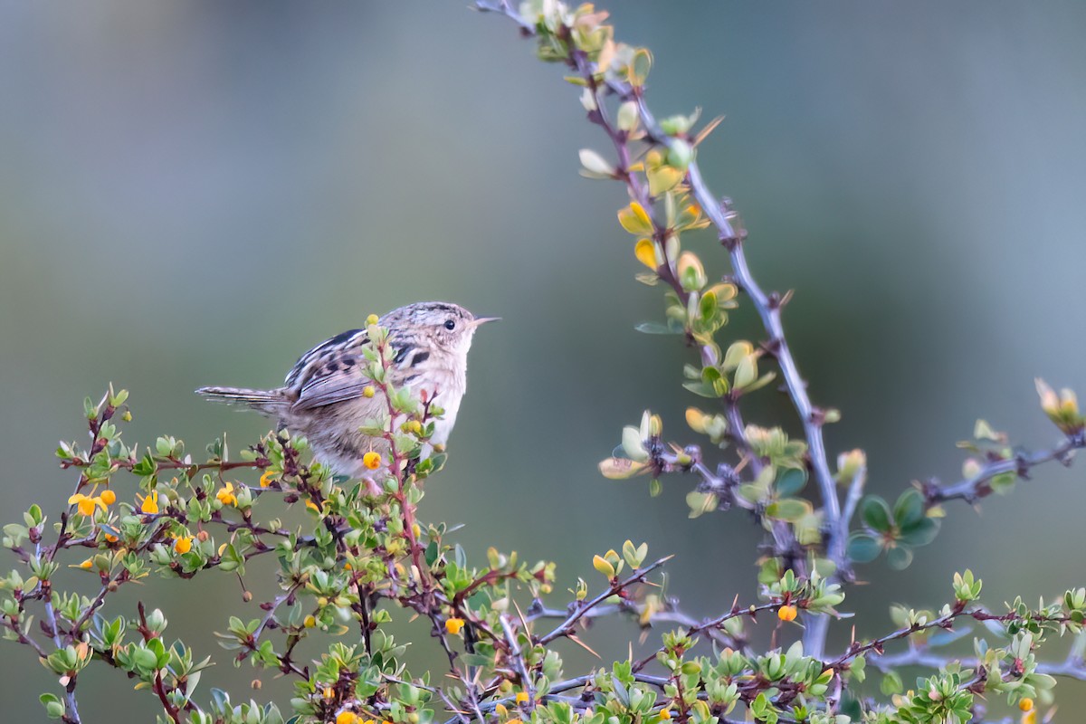 Травяной крапивник - ML645884255
