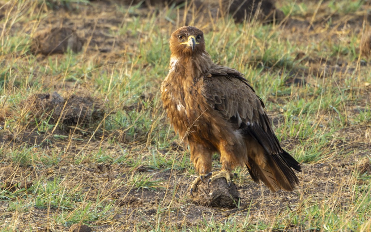 Tawny Eagle - ML645884259