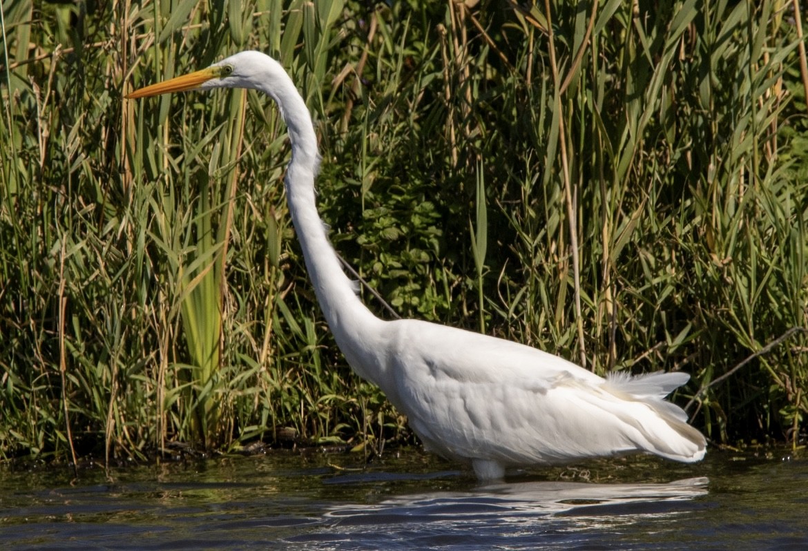 volavka bílá - ML645884260