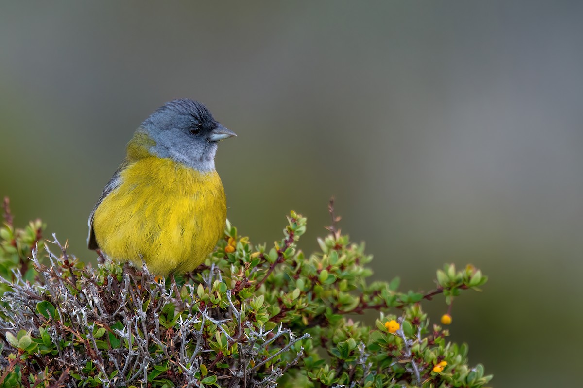Patagonian Sierra Finch - ML645884261