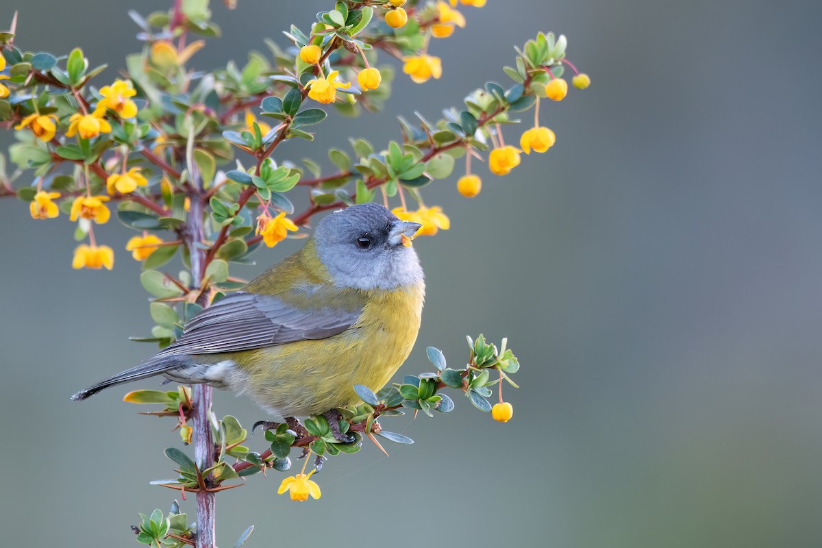 Patagonian Sierra Finch - ML645884262