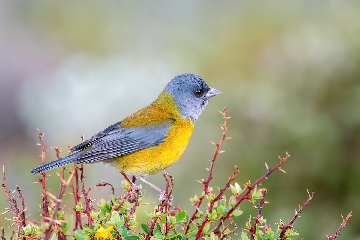 Patagonian Sierra Finch - ML645884263