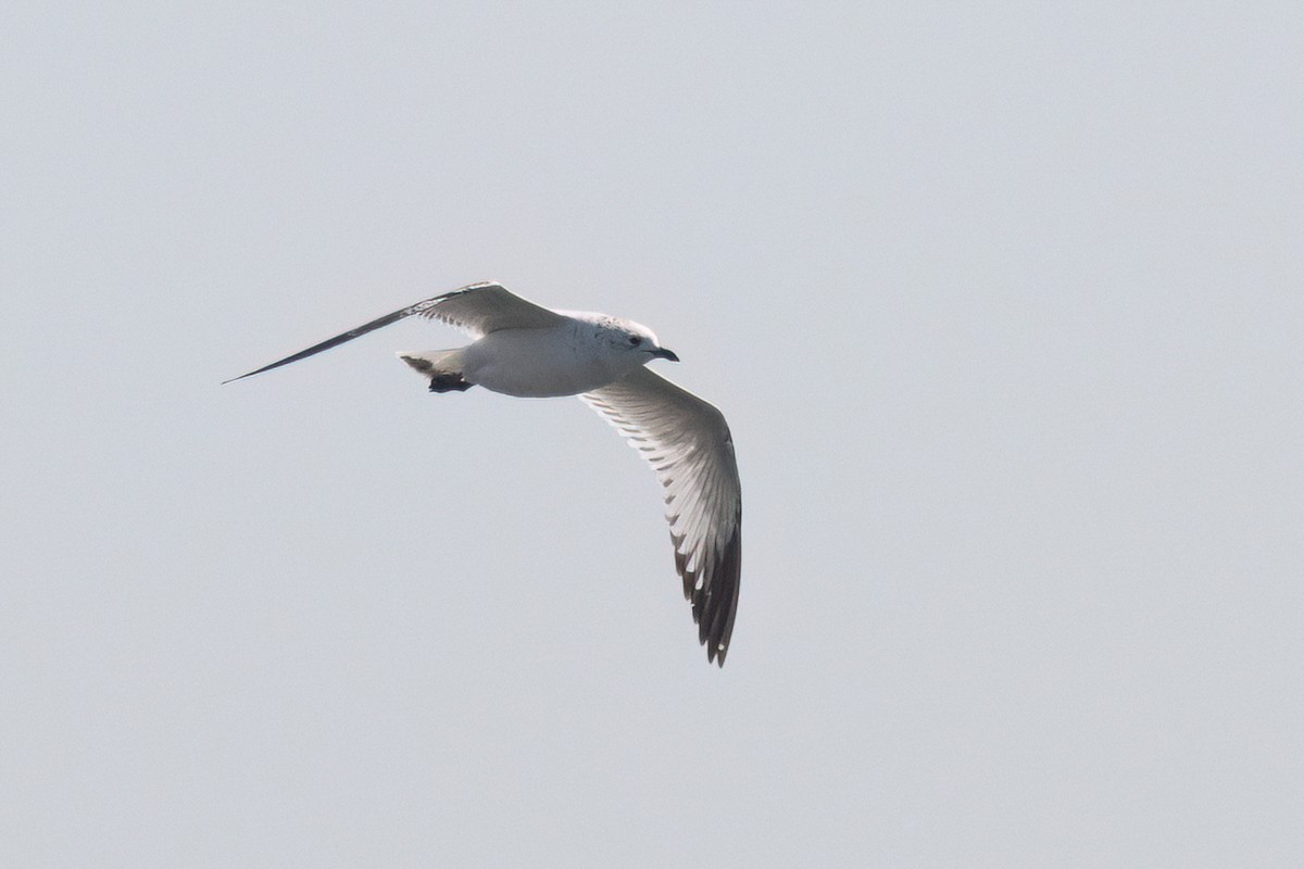 Relict Gull - ML645884264