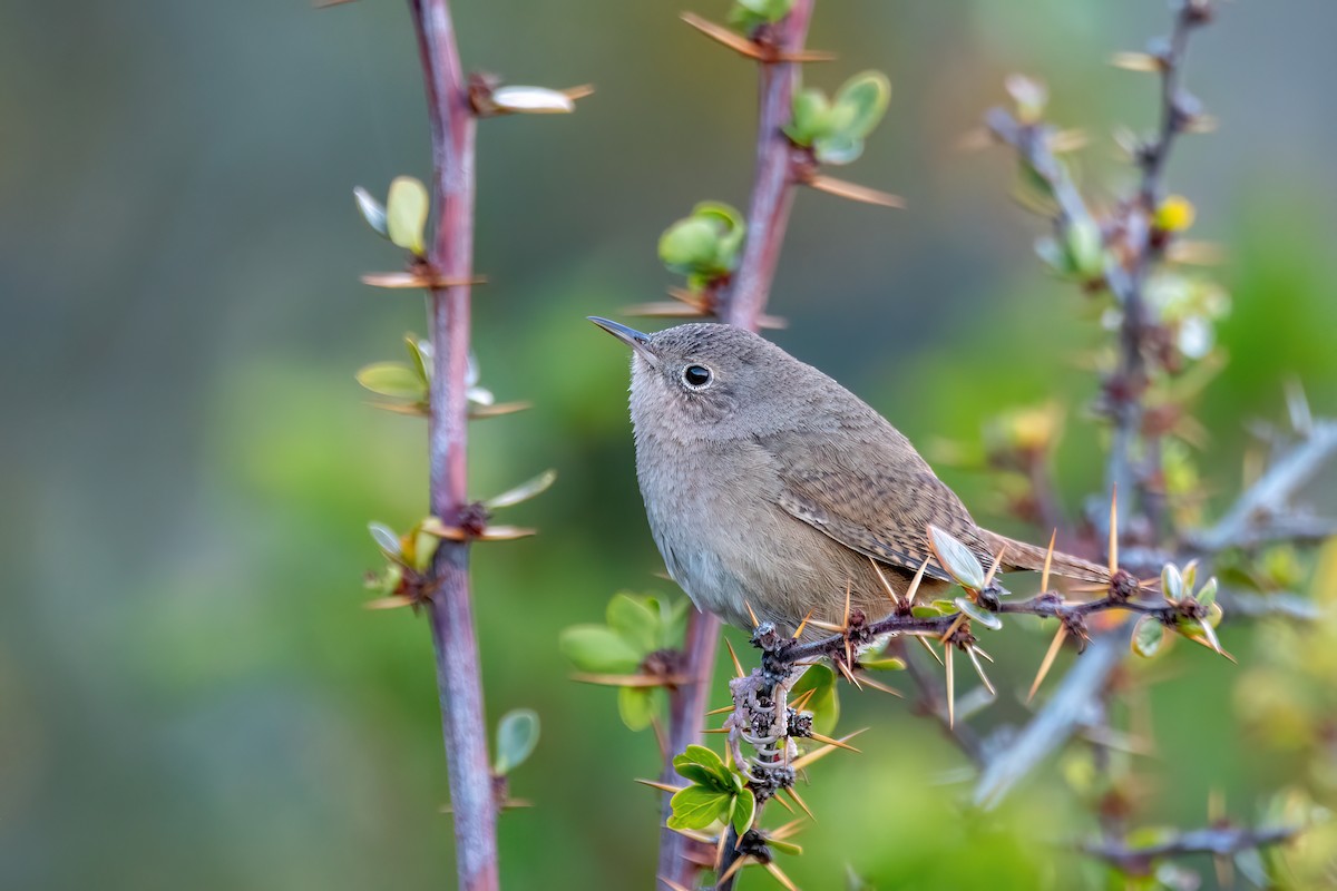 Southern House Wren - ML645884270