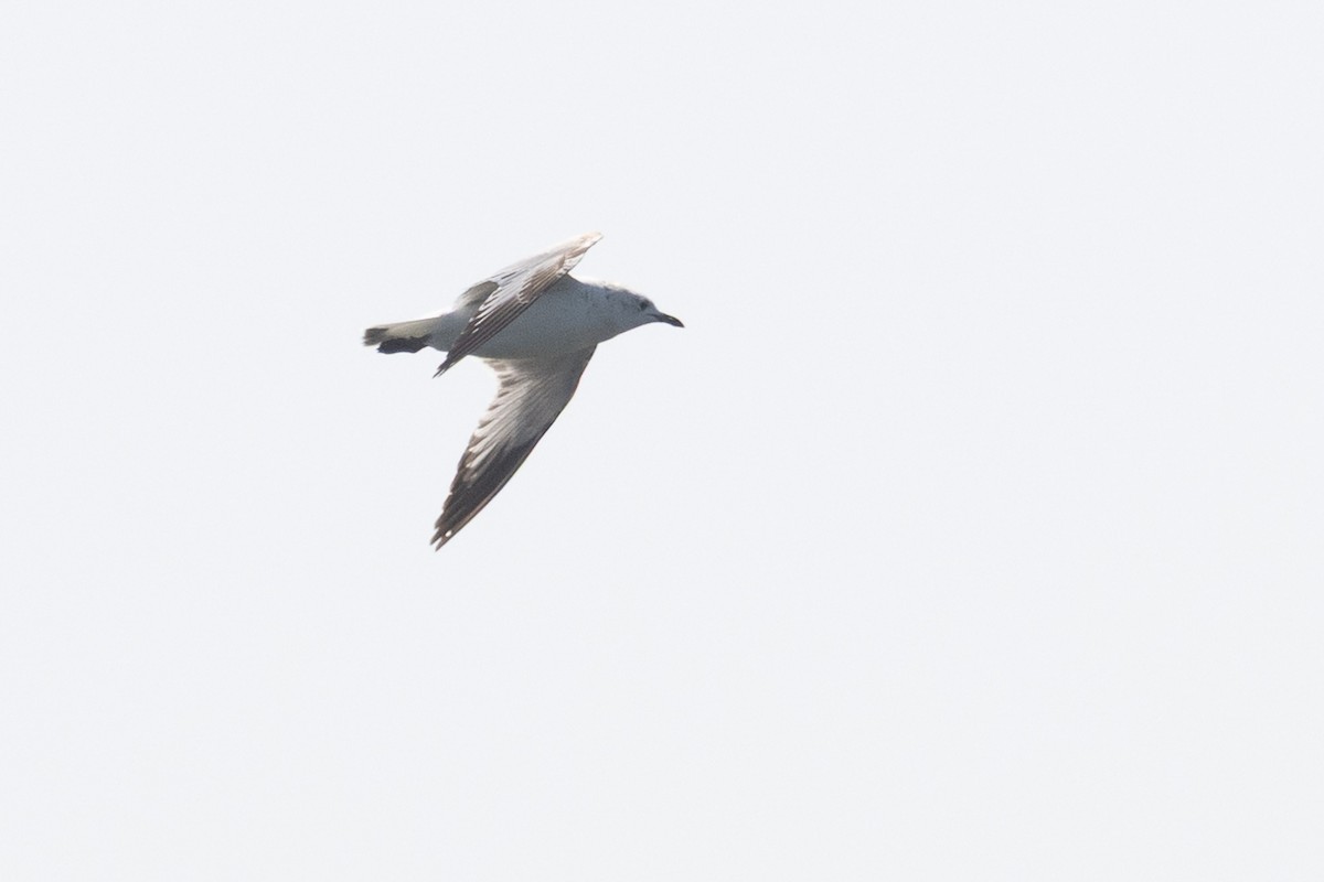 Relict Gull - ML645884271