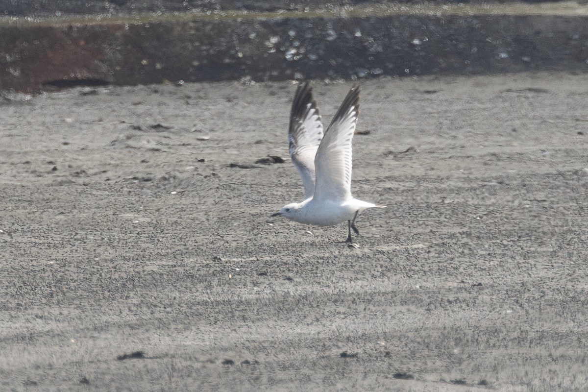 Relict Gull - ML645884273