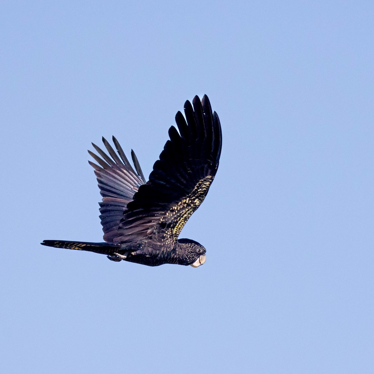 Red-tailed Black-Cockatoo - ML645884277