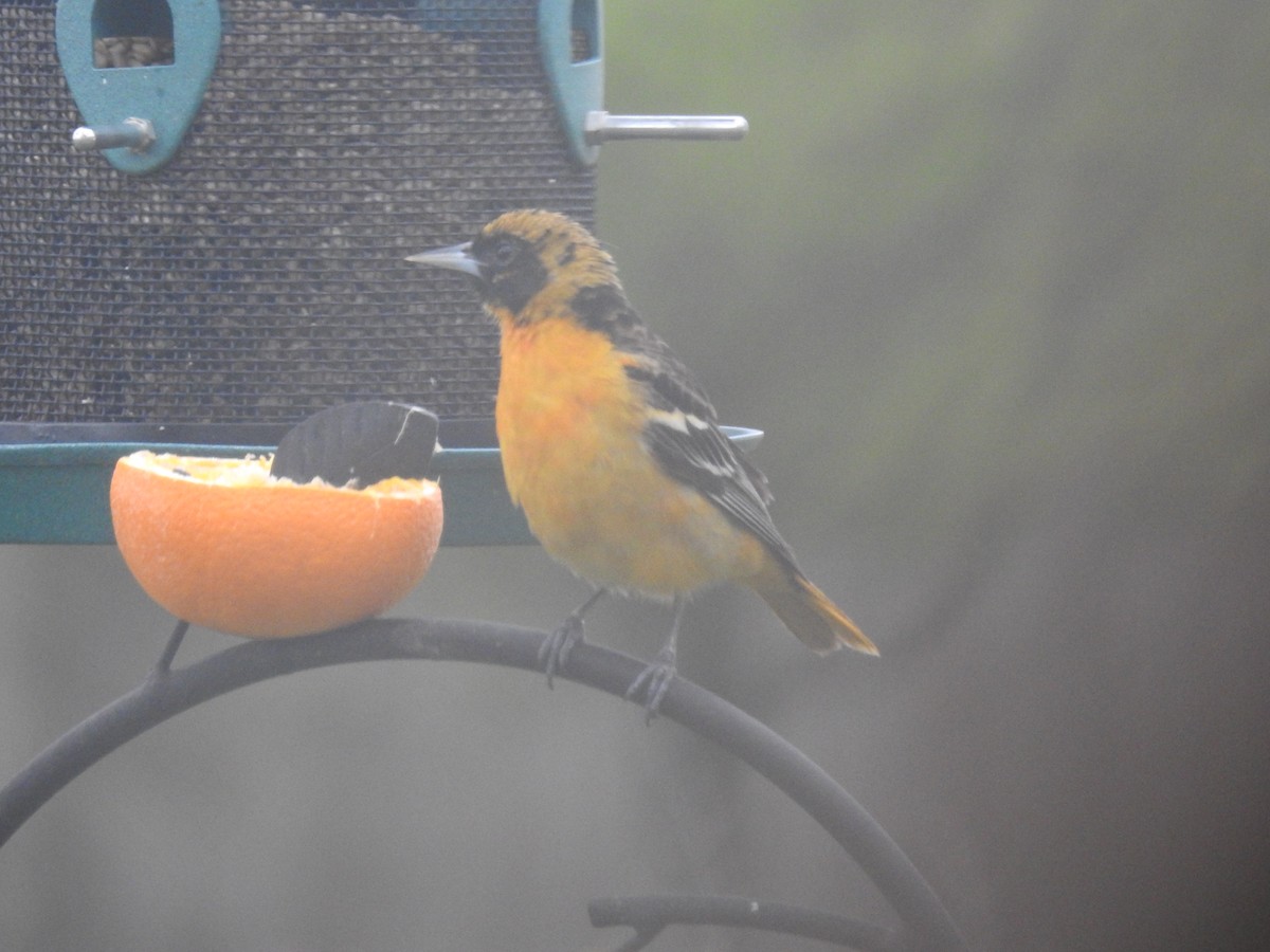 Балтиморский трупиал - ML645884280