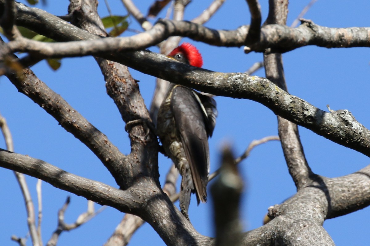 datel proužkovaný - ML645884286