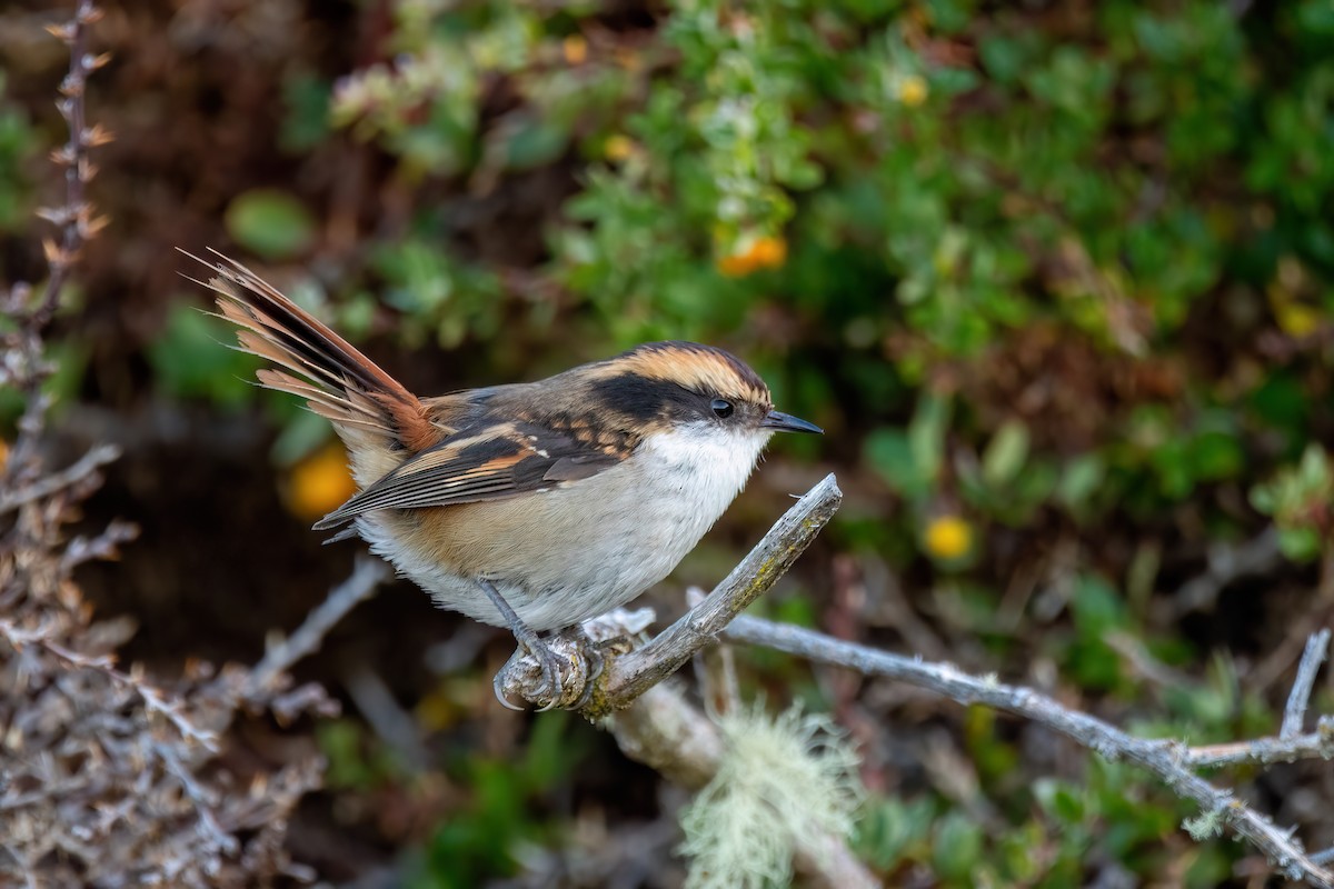 ハリオカマドドリ - ML645884289