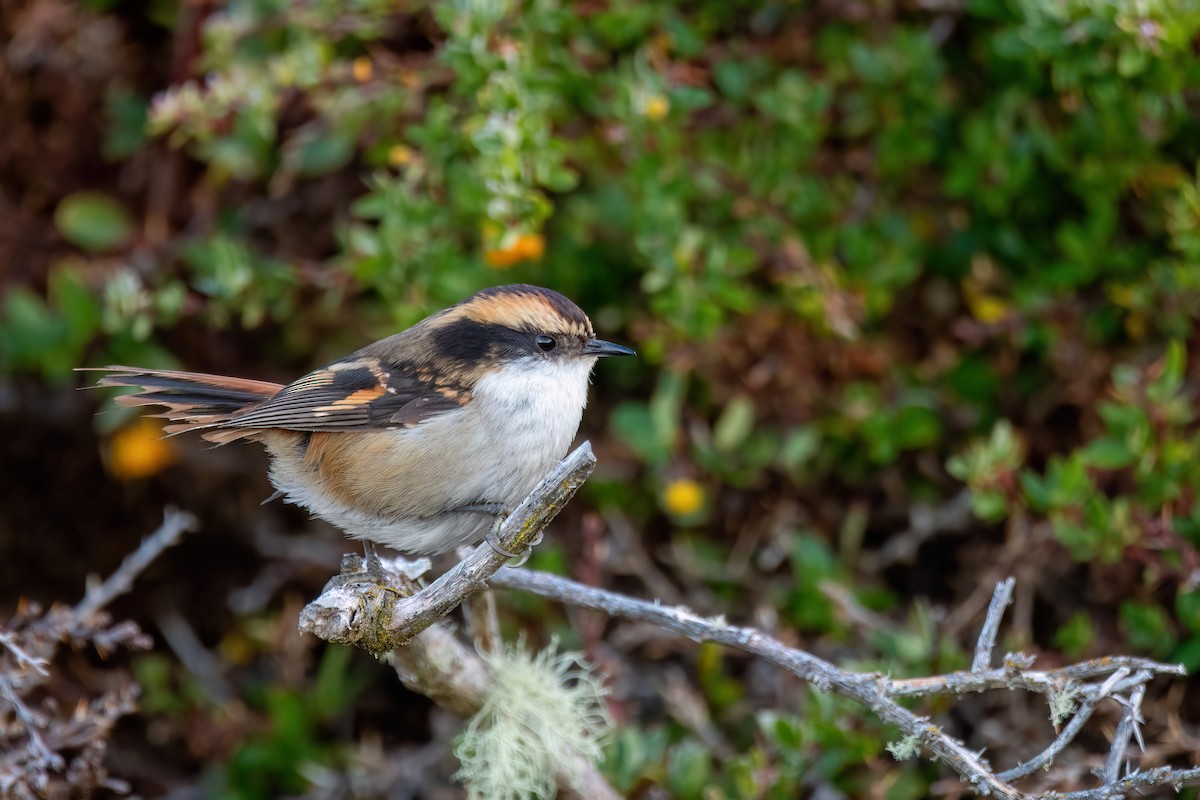 ハリオカマドドリ - ML645884290
