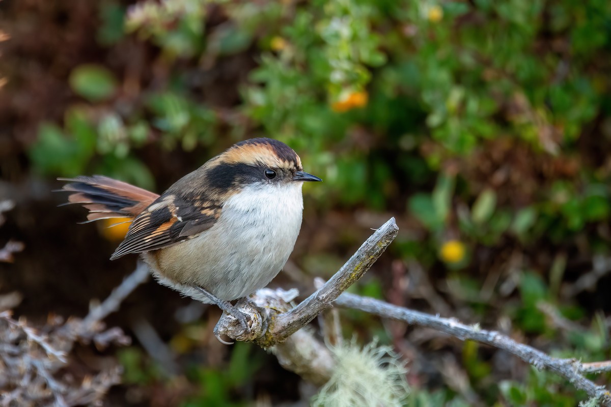 ハリオカマドドリ - ML645884291