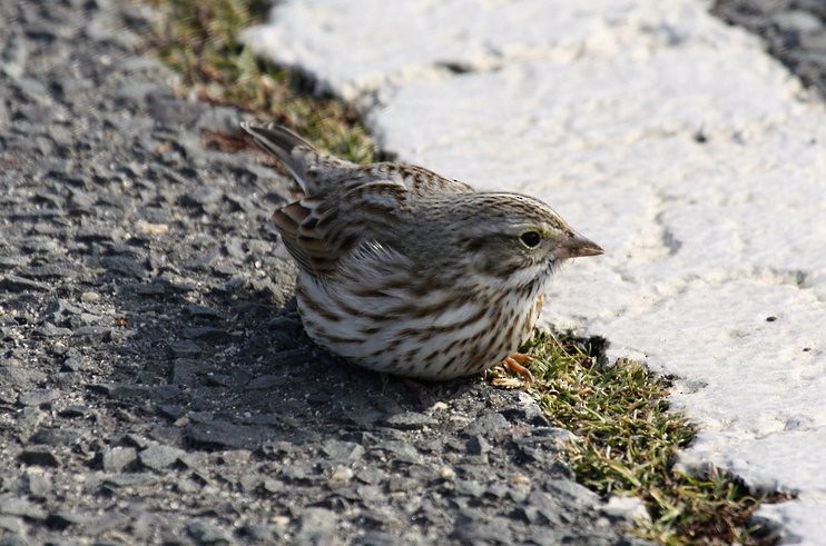 Savannah Sparrow - ML645884293