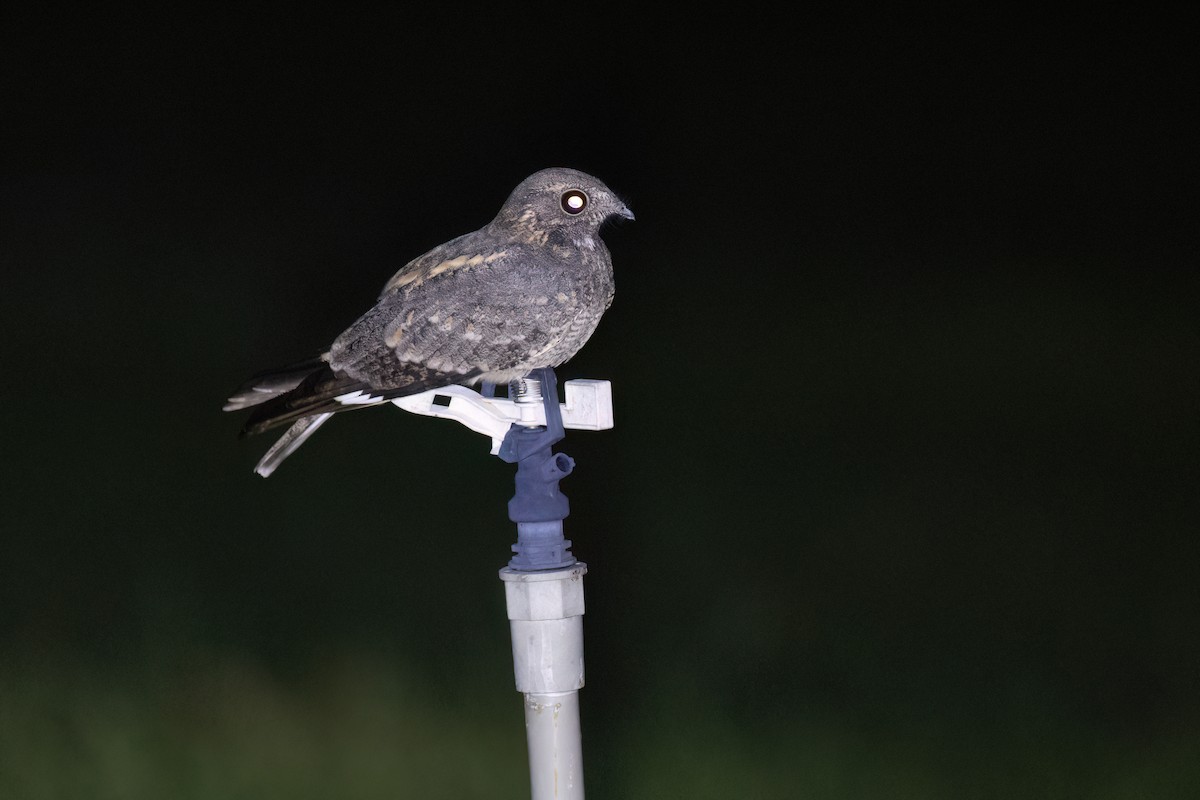 Savanna Nightjar - ML645884302