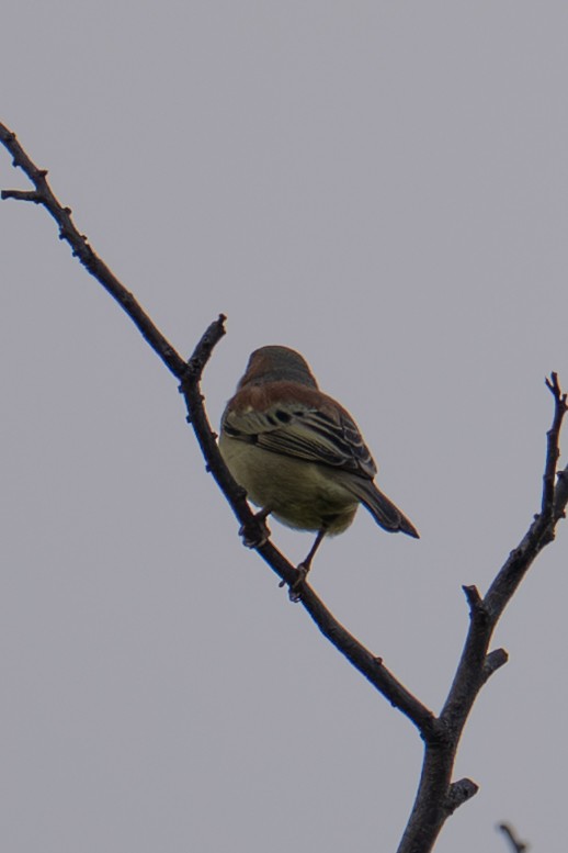 セアカスズメ - ML645884303