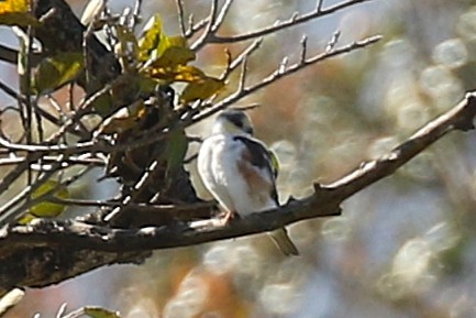 luněc drobný - ML645884304