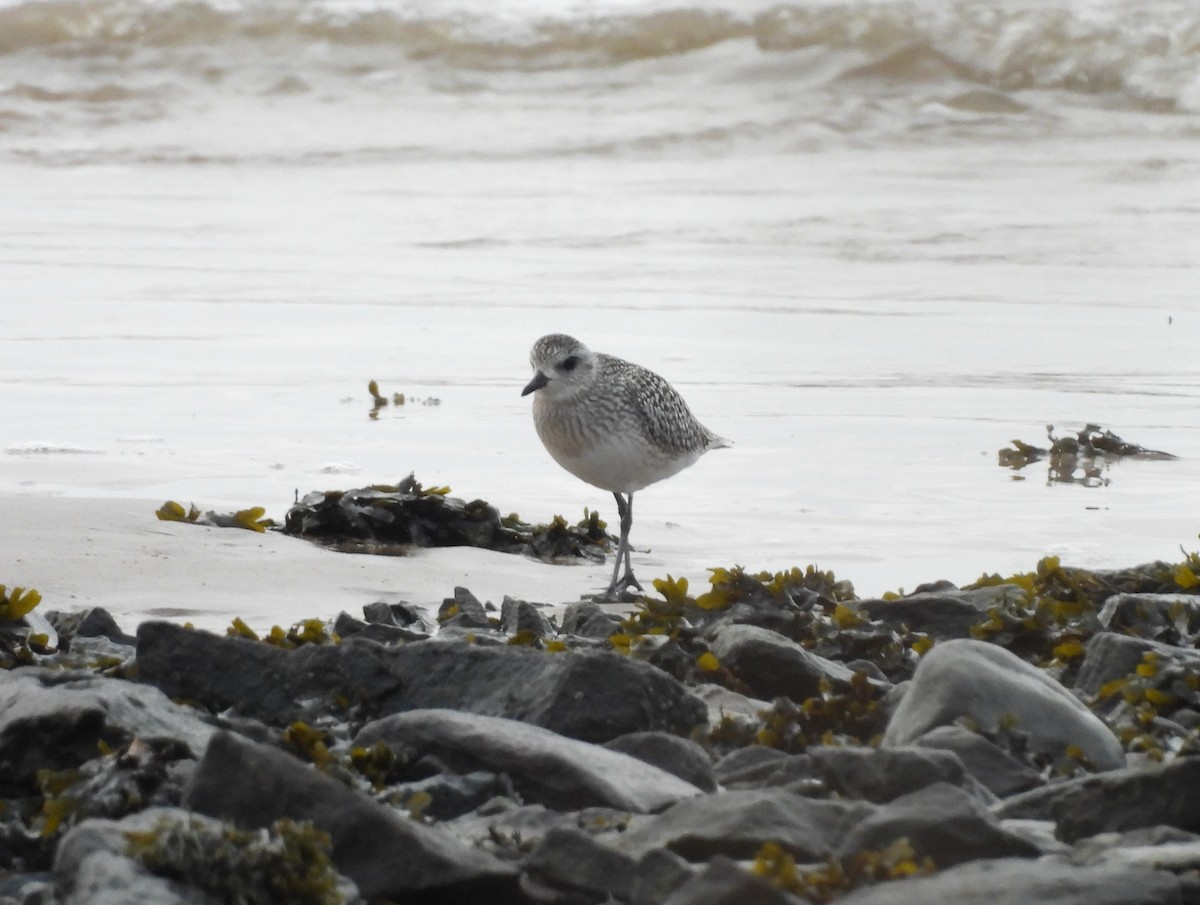 Black-bellied Plover - ML645884316