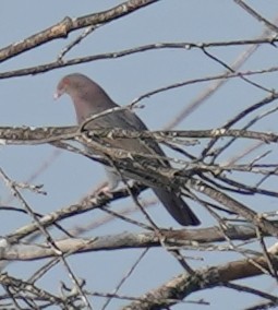 Red-billed Pigeon - ML645884317