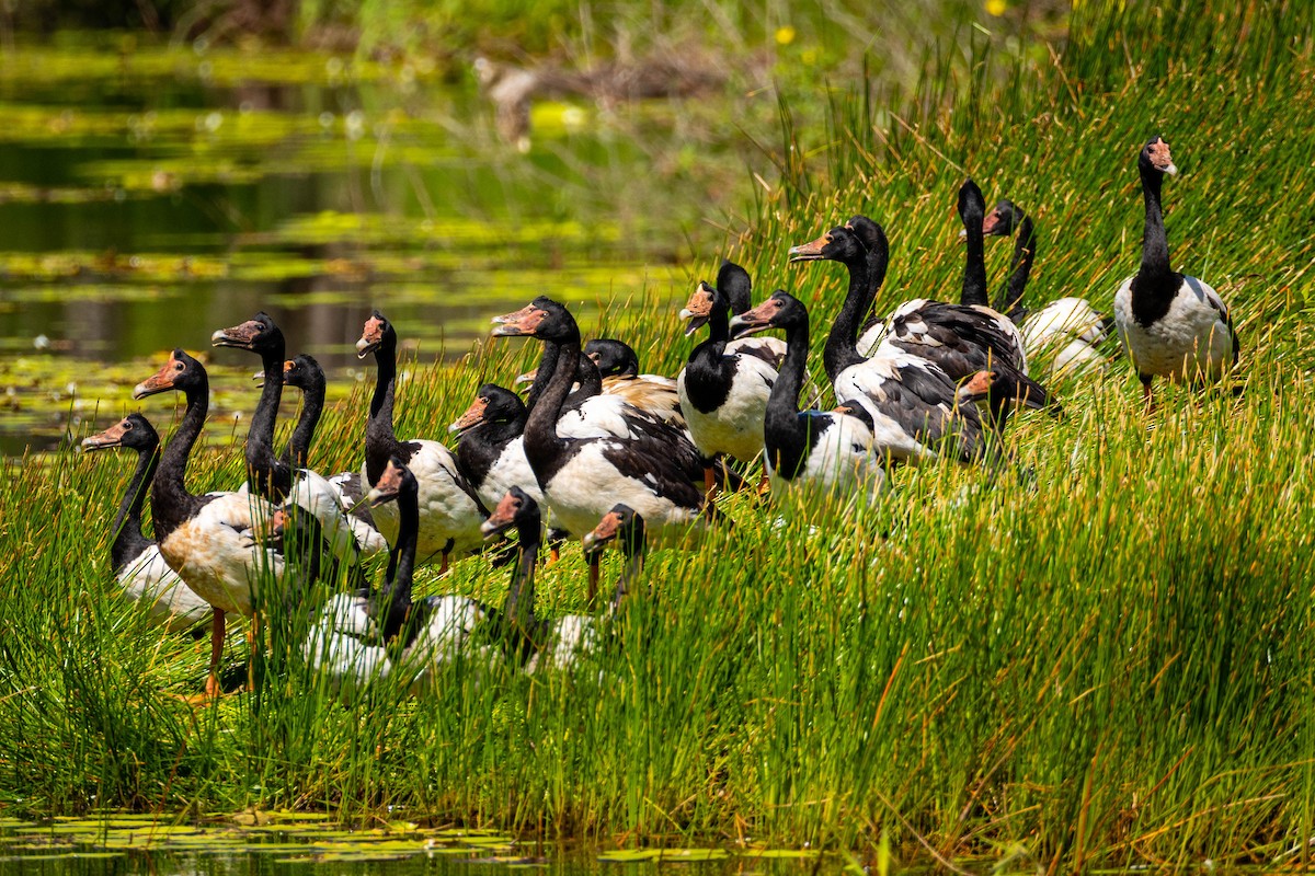 Magpie Goose - ML645884321