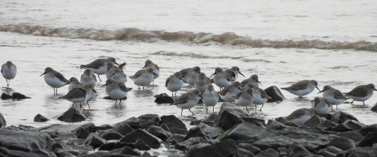 Dunlin - ML645884325