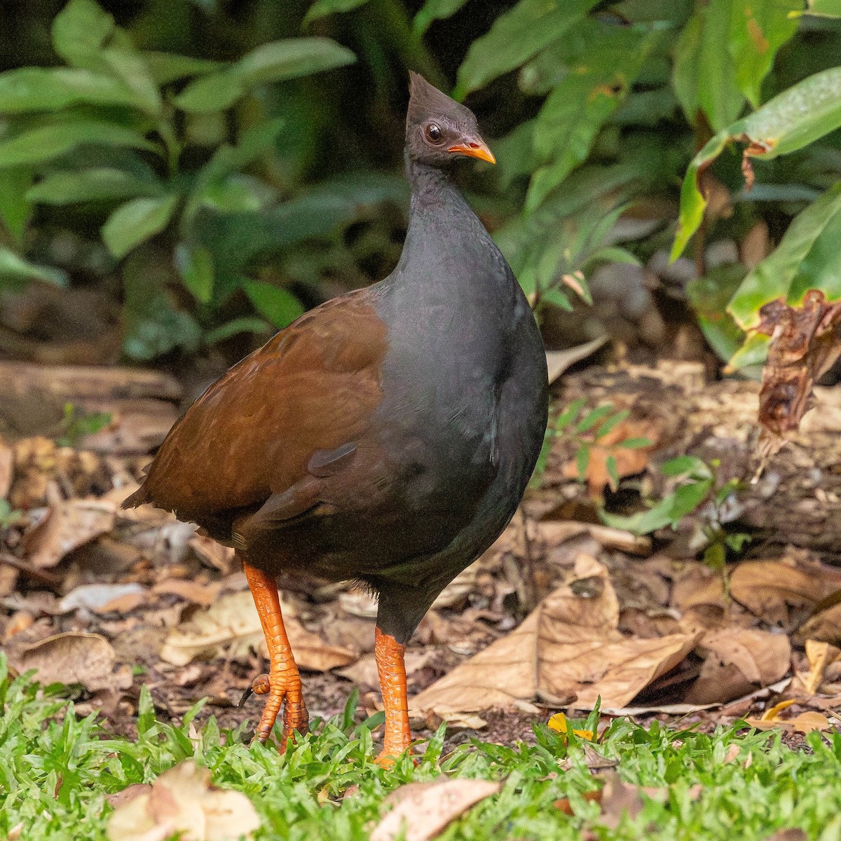 Orange-footed Megapode - ML645884329