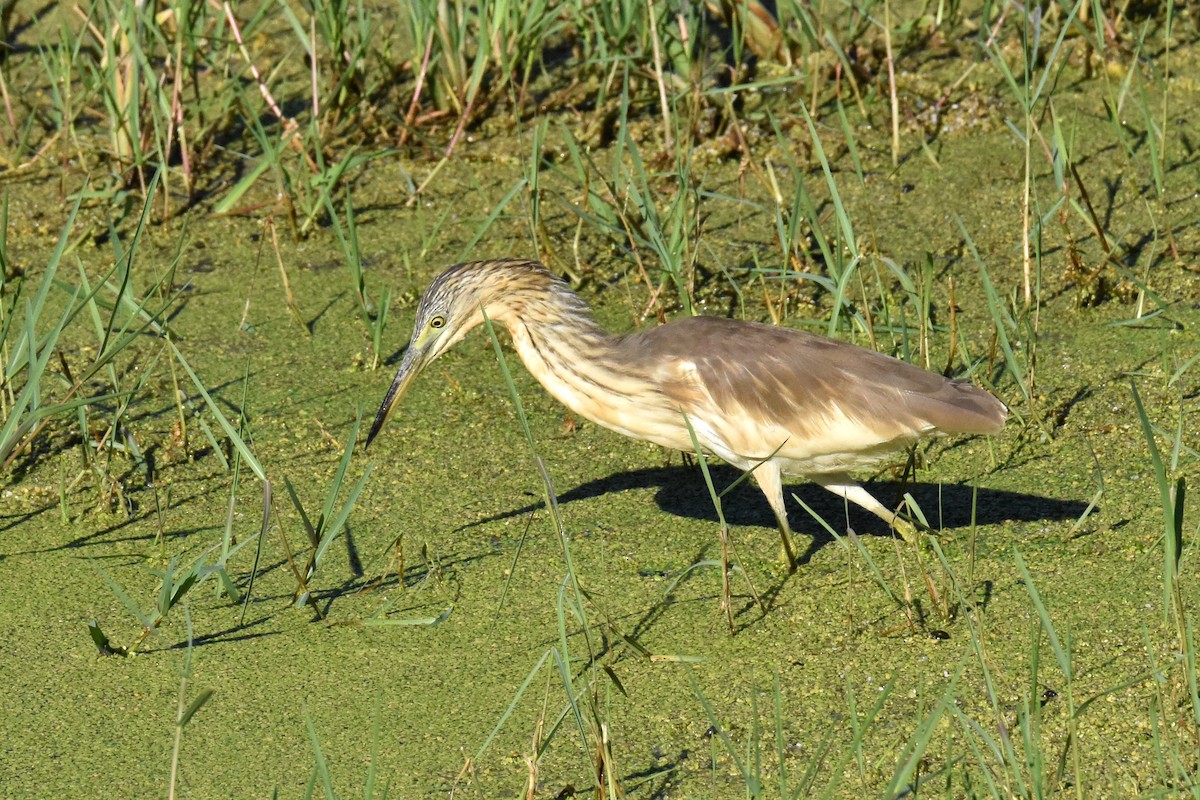 Squacco Heron - ML645884330